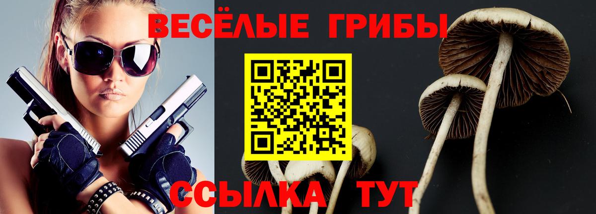 Галлюциногенные грибы Psilocybe Кингисепп